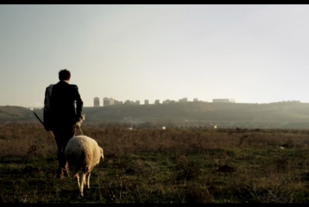 still / picture for shepherd
