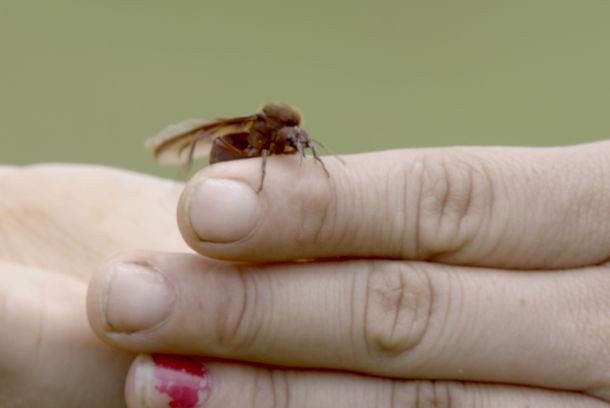 still / picture for Las Hormigas Culonas