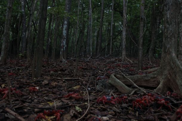 still / picture for No Man is an Island