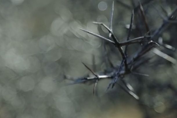 still / picture for Thicket (short)