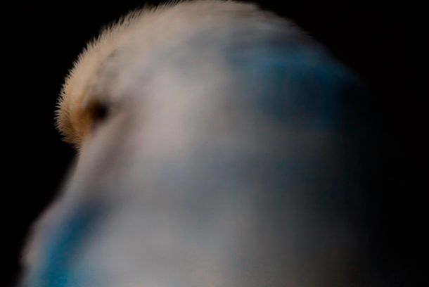 still / picture for [ˈdʊŋkl̩ˌdɔɪ̯ʧlant]