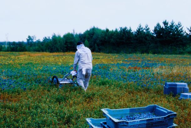 still / picture for Les blues du bleuet