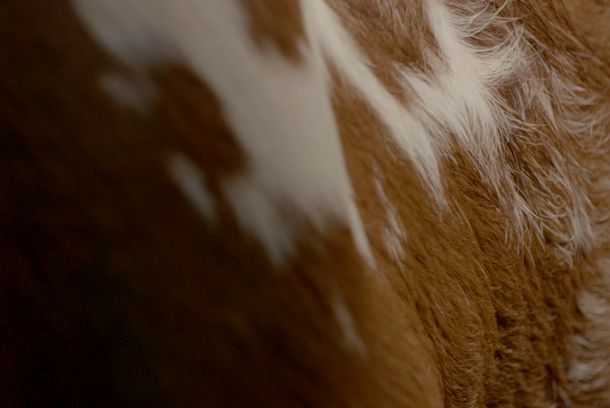 still / picture for The Museum of Milk