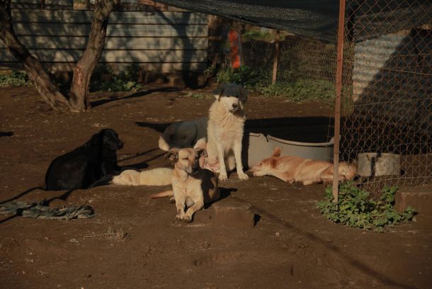 still / picture for Cani Che Fanno