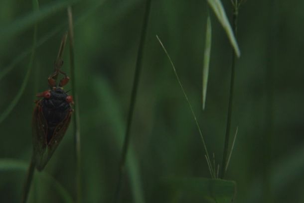 still / picture for The Trees Are Hissing