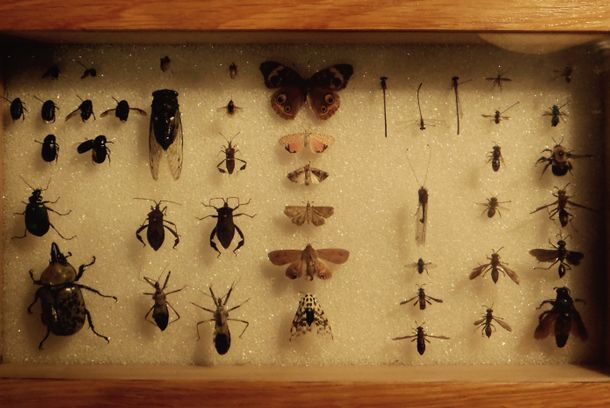 still / picture for Delia Grey has a Beetle in her Leg