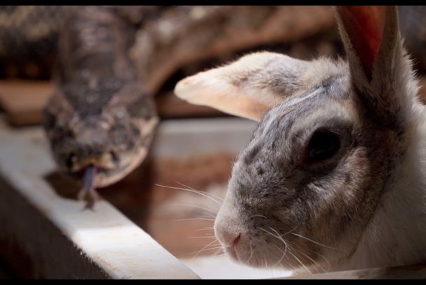 still / picture for İnsanlar və Sürünənlər