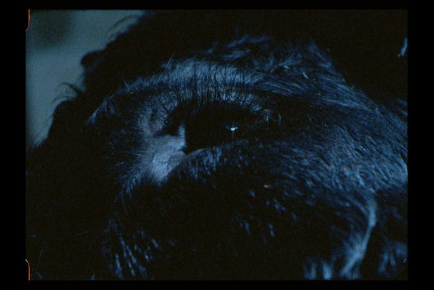 still / picture for Asterión