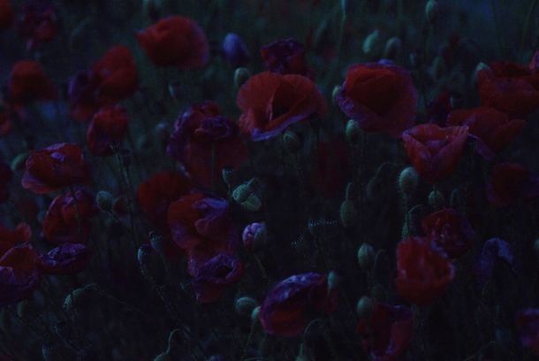 still / picture for Pejzazi Otpora 