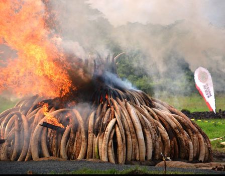 still / picture for Working Title: Humans and Elephants