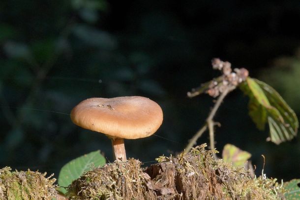 still / picture for Mushrooms Grow in Memory