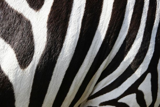 still / picture for THE ZEBRA