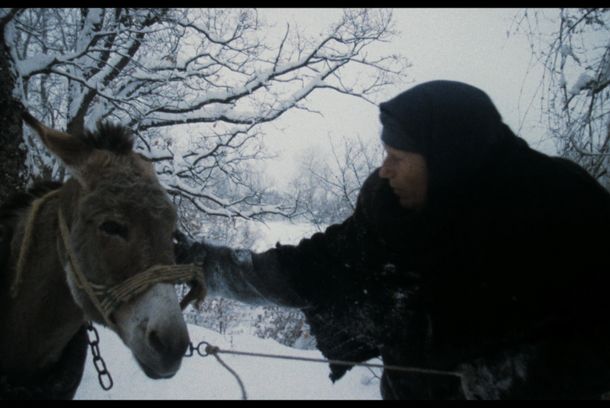 still / picture for Chamomile