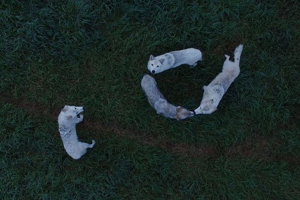still / picture for Wolves from Above 
