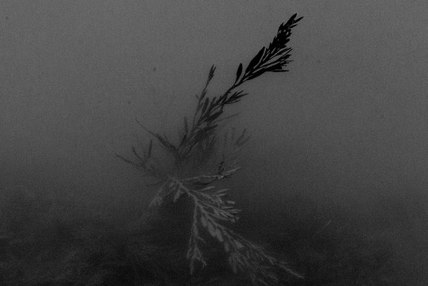 still / picture for Vibilia Armata