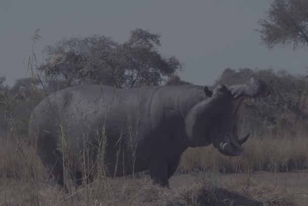 still / picture for Pepe