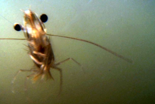 still / picture for The Shrimp