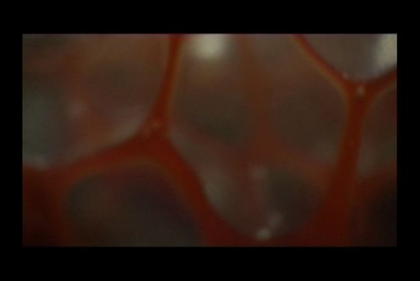 still / picture for Bloodcircle (Krwiobieg)