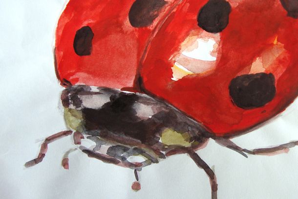 still / picture for Grasping at the Ladybird's Leg