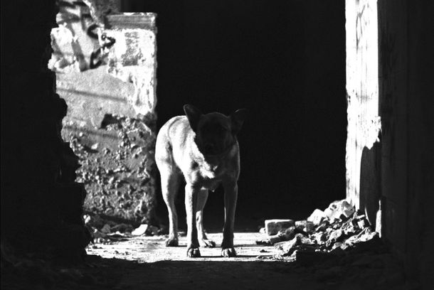 still / picture for GRBAVICA