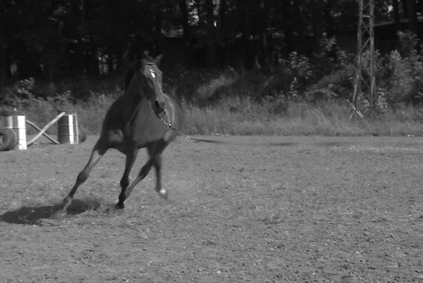 still / picture for Živa Crvena