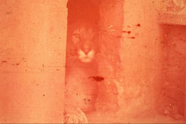 still / picture for La Noble Ultimación de la Bestia 