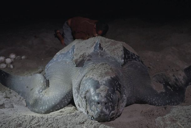 still / picture for Mundo Tortuga