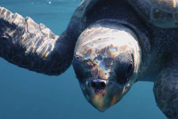 still / picture for Mundo Tortuga