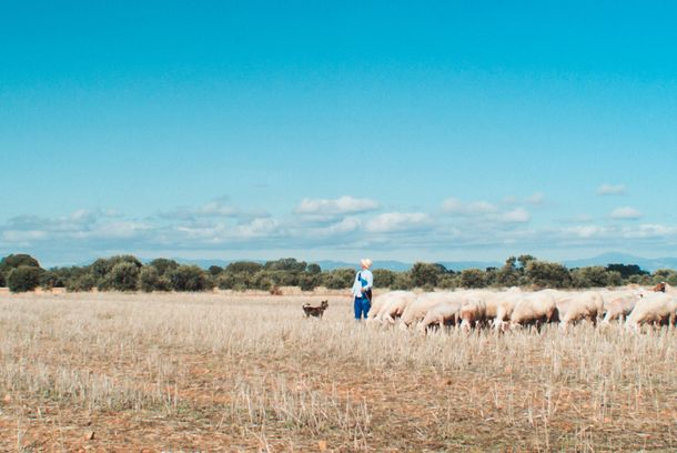 still / picture for MESETA 