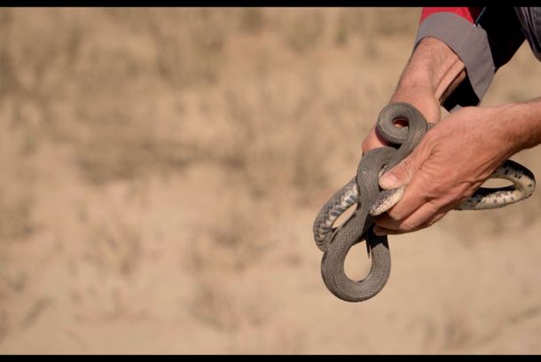 still / picture for İnsanlar və Sürünənlər