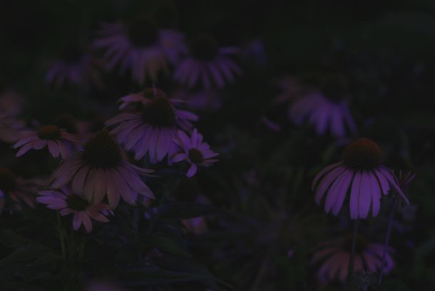 still / picture for Through Sunless Ways