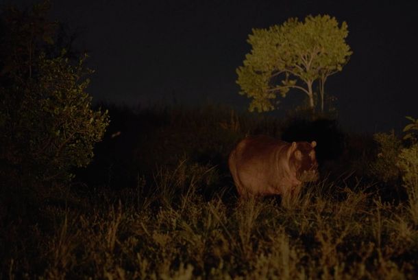 still / picture for About Happy Hippos & Sad Peacocks