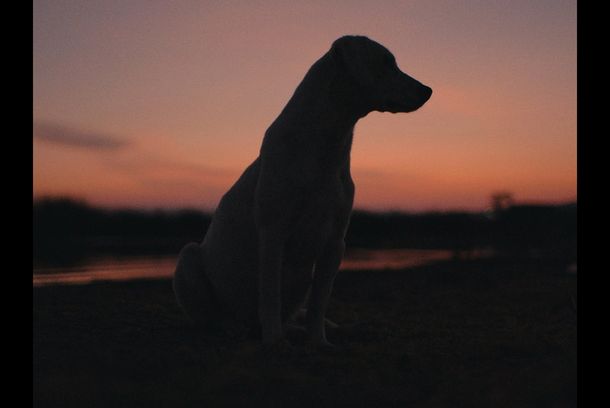 still / picture for Salvaje