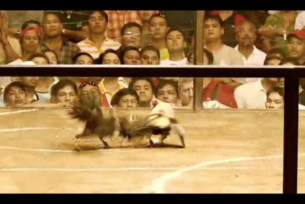 still / picture for Sabungero (The Cockfighter)