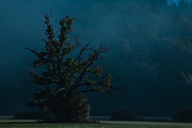 still / picture for A MAN WITH A RAVEN
