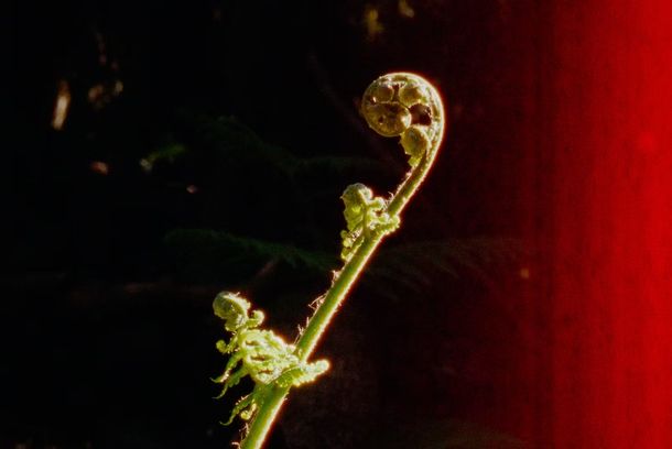 still / picture for  PIROUETTE