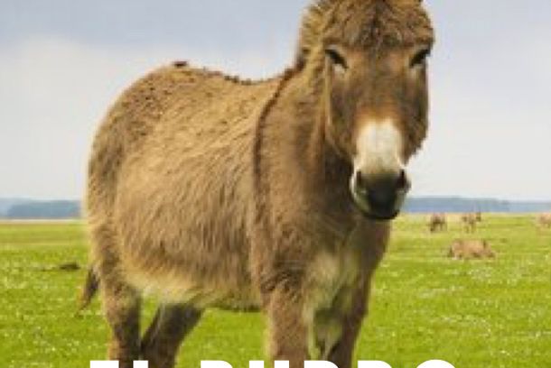 still / picture for El Burro Jorobado