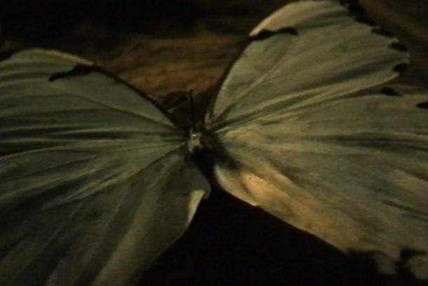 still / picture for Imago