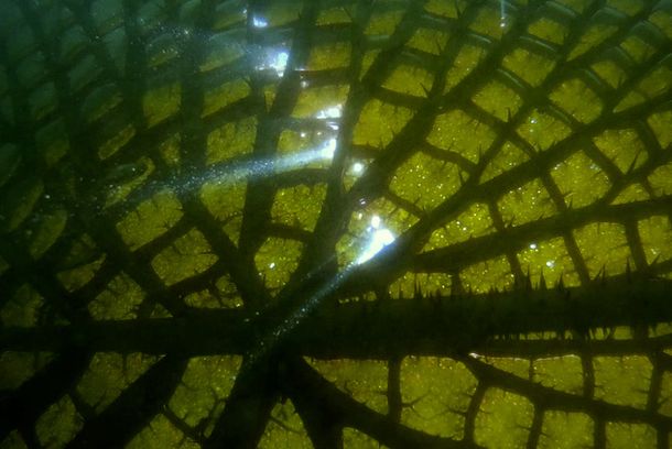 still / picture for Yrupē