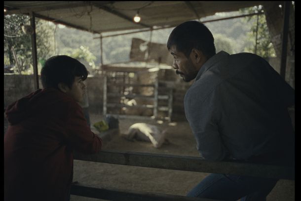 still / picture for Alimento para cerdos