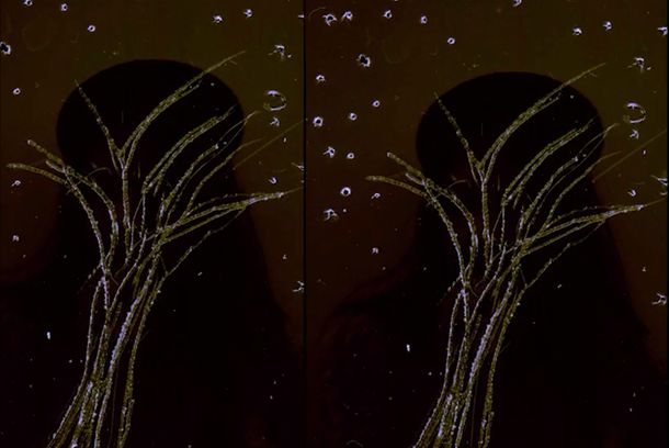 still / picture for A Different Category