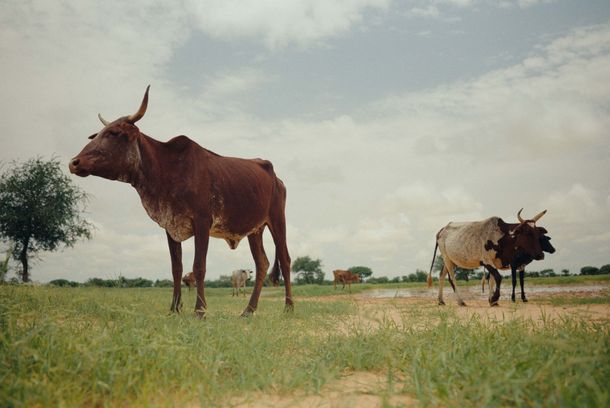 still / picture for Keeper of the Heavens (حارس السماء)