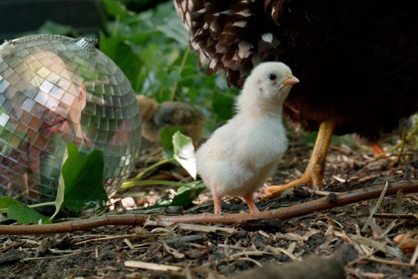 still / picture for Six Poulets Rôtis