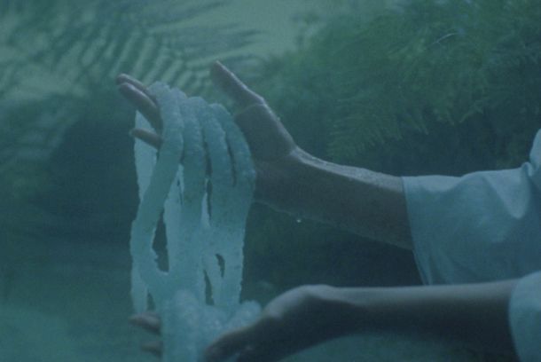 still / picture for Lemna