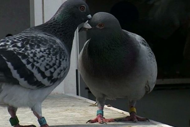 still / picture for A Ocasião