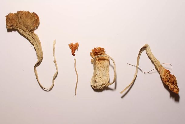 still / picture for Vida