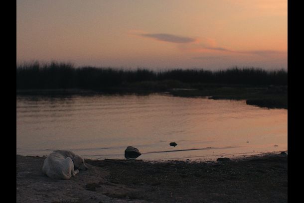 still / picture for Salvaje