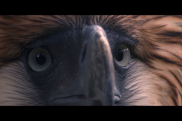 still / picture for Birdshot