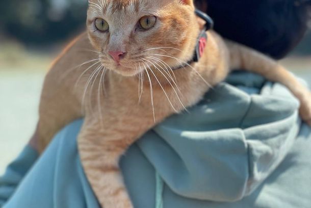 still / picture for ရဲဘော်ပူပီ