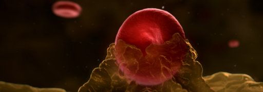 still / picture for Inside the Human Body